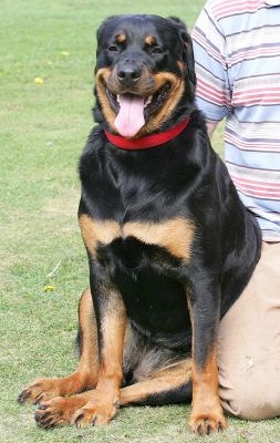 Missy
With a great, big smile.
Schlüsselwörter: Missy Rottweiler smile Vic Lucies Farm dog resort dog hotel dog kennel dog boarding