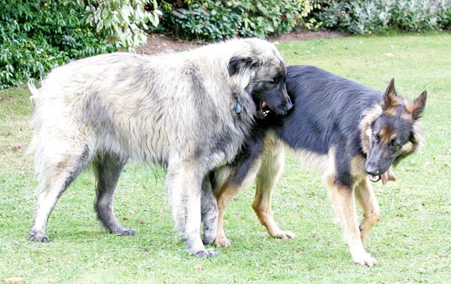 Oscar and George
Palabras Clave: Oscar George German shepherd Lucies Farm dog kennel dog hotel dog resort dog boarding