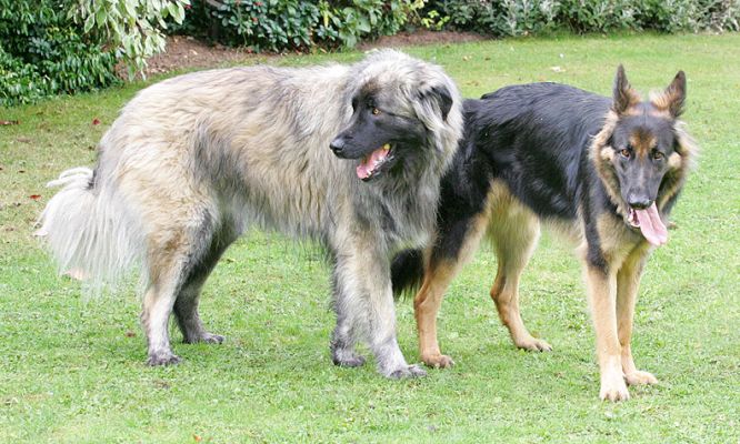 Oscar and George
Keywords: Oscar George German shepherd dog hotel Lucies Farm dog boarding