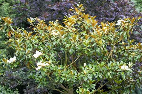 Magnolia Tree - Whitecroft Front Garden
With its big white blossoms.
Ključne besede: Magnolia tree summer Whitecroft flowers blossoms white
