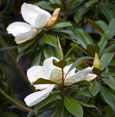 Two Magnolia Blossoms
Whitecroft front garden, summer, July 2006
Palabras clave: magnolia blossoms Whitecroft summer garden flower white flower