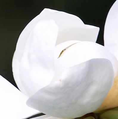 Magnolia Flower
Our magnolia tree in the front garden is all in bloom.  These huge flowers don't really last too well in a vase, but they make the garden smell wonderful when they're open.
Λέξεις-κλειδιά: Whitecroft garden magnolia blossom flower summer
