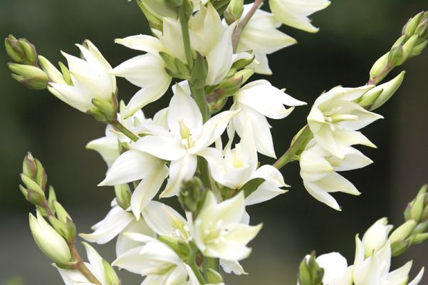 Flowers in Whitecroft Garden
These flowers grow in a tall stalk, a bit like a desert plant.
Avainsanat: Whitecroft white flower desert plant stalk