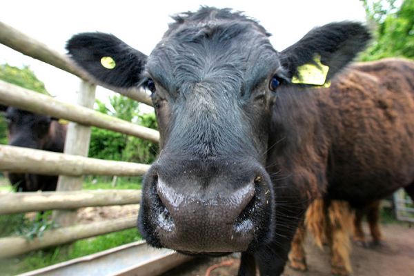 Aberdeen Angus Steer
Because our cattle are regularly massaged, and have daily interaction (when feed beer and grain), they are quite curious about what's happening.
Klíčová slova: Aberdeen Angus steer Scottish Kobe beef massage beef