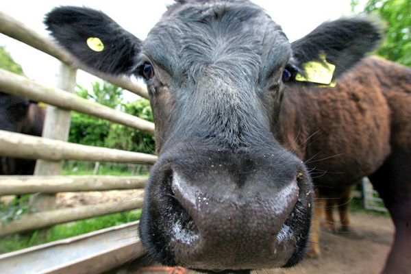 Aberdeen Angus Steer
Keywords: Aberdeen Angus steer Kobe beef