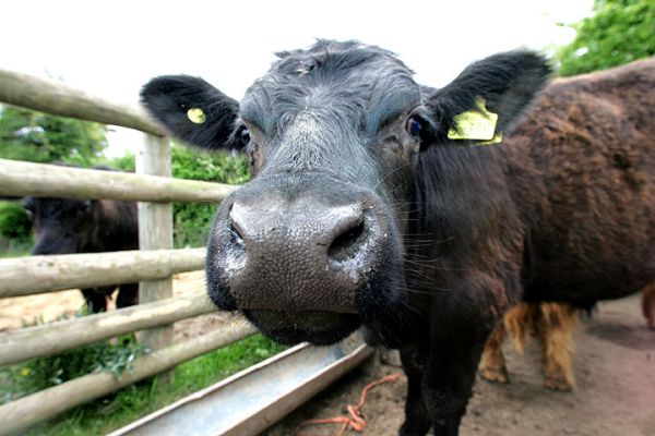 Aberdeen Angus Steer
One of our Scottish | Kobe steers, showing off for the camera - May 2005
Klíčová slova: Aberdeen Angus steer Kobe beef Lucies Farm