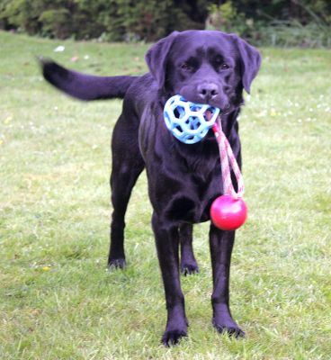 Otis Wants All of The Toys...!
Ключови думи: Otis black Labrador dog toy dog hotel dog kennel Lucies Farm