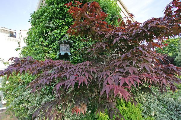 Japanese Maple & Japanese Lantern
The maple is planted outside my office window to keep the (rare) summer sunlight out of my eyes.  It seems to be taking over.  The Japanese lantern is from outside our Makaiwa Street home in Hawaii, from the 1960's and 1970's.
Keywords: Japanese maple Japanese lantern ivy covered