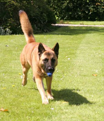Tiny and her Toy
With her bushy tail, Tiny looks almost like a fox.
Palabras clave: Tiny fox dog hotel dog kennel Lucies Farm