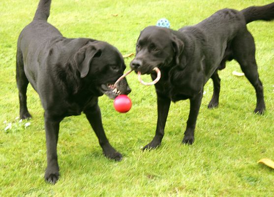 Otis and Cole Want The Same Toy
The perfectly good blue ball ignored in the background, Otis and Cole wage a friendly war over the red ball.
Palabras clave: Otis Cole black Labradors tug-o-war dog toy dog hotel dog kennel Lucies Farm