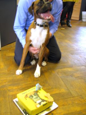 Basil With His Birthday Cake from Lucies Farm
Basil with his own dog-friendly cake.
Keywords: Basil dog birthday cake