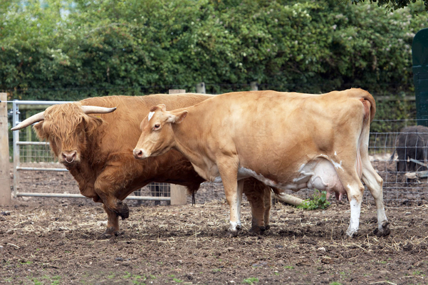 ......... are you OK, dear .........
Palabras clave: Ballymora ballymorah Belinda Bull Bulls Cattle Cow Cows Dairy Farm Farming Guernsey Highland Highlands Ross