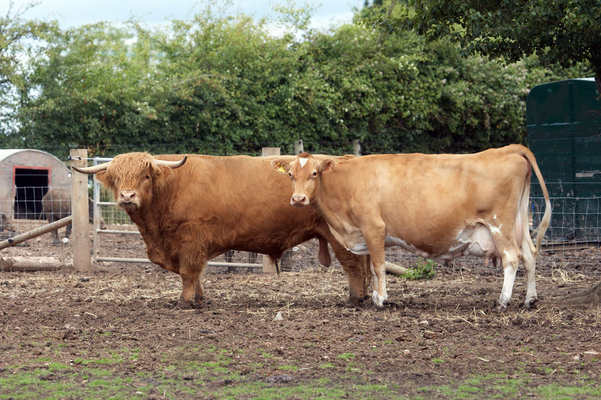 .......... but really we're like Darby and Joan
Schlüsselwörter: Ballymora Ballymorah Belinda Bull Bulls Cattle Cow Cows Dairy Farm Farming Guernsey Highland Highlands Ross