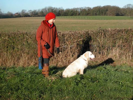 Joe on Boxing Day Morning Walk
الكلمات الإستدلالية(لتسهيل البحث): Golden Retriever, dog walk, Lucies Farm, dog boarding