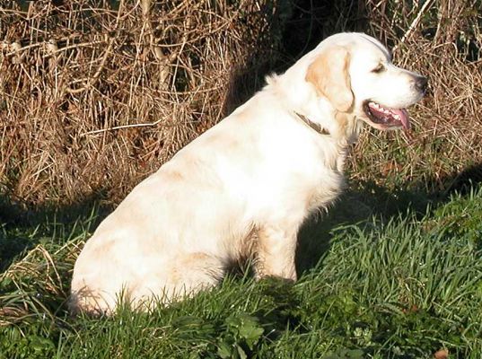 Joe on Boxing Day
Słowa kluczowe: Golden Retriever, dog walk, Lucies Farm, dog boarding