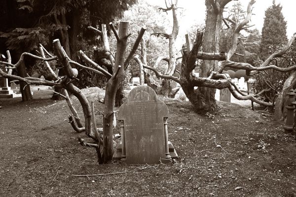 Bromsgrove Cemetery
The tree was recently pruned:  I suspect that these graves had previously been completey covered by the overgrown tree.  Just to the right of this grave were two large garbage cans.  May 2005
Ключові слова: Bromsgrove Cemetery graves