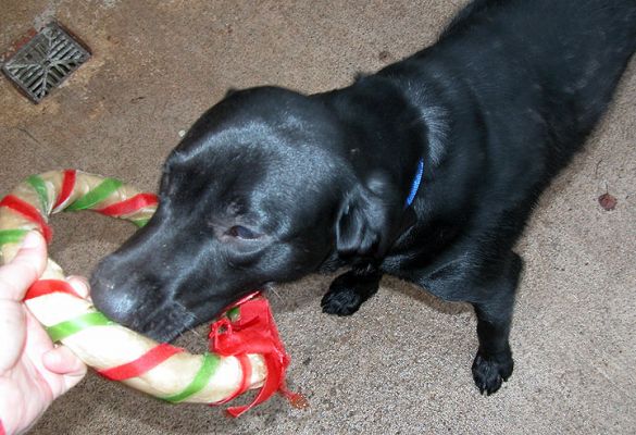 Buddy's Christmas Present
The only way I could get a photo of the dogs with the rawhide wreaths was to hold the wreath and play tug-o-war.
