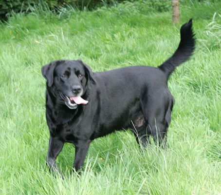 Cole
Anahtar kelimeler: Cole Labrador dog Lucies Farm dog resort dog hotel