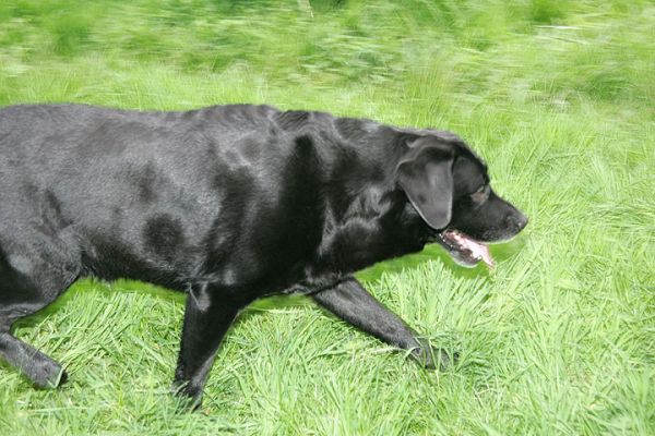 Cole Having a Jaunt
Palabras clave: Cole Labrador dog hotel Lucies Farm