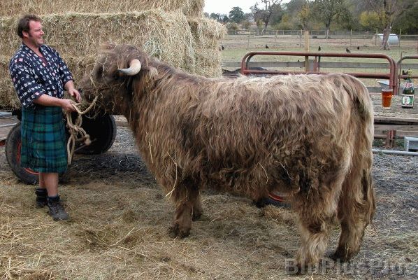 Kevin and the first Scottish | Kobe steer
Λέξεις-κλειδιά: Scottish Kobe