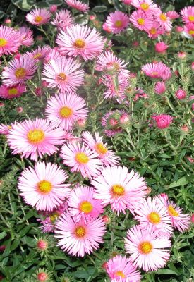 Michaelmas Daisies - Whitecroft Garden
I'd never even heard of a Michaelmas Daisy until I spotted a road sign in Malvern one day pointing to the National Michaelmas Daisy Collection.  We actually paid a visit and discovered that these daisies bloom in the autumn.  And, to our surprise, we have Michaelmas daisies in our garden.  Here are some just outside our front lounge, blooming in October.
Keywords: Michaelmas daisy, Whitecroft, flower