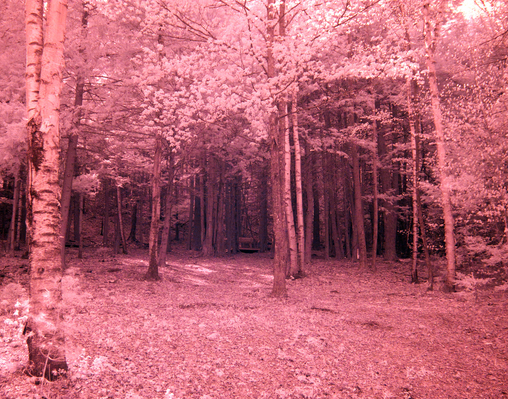 Birch Forest and Shooting Range
The birch tree forest above the house, with the platform and bench of the pistol shooting range just visible.  Photographed in infrared.
Schlüsselwörter: Birch trees Stimpson Hill shooting range infrared