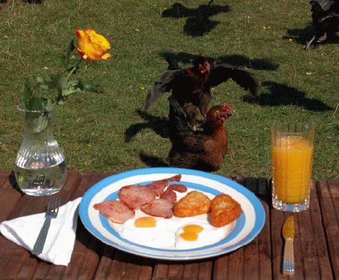 Black Rock Chicken Eggs - Great British Fry-Up
Ključne besede: black rock chicken eggs Lucies Farm