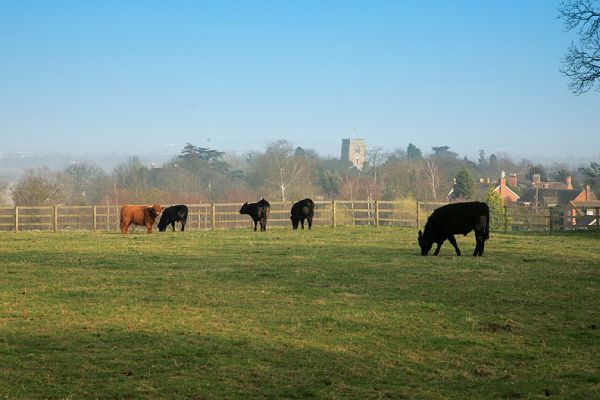 Highland and Aberdeen Angus Cattle
This is our 11-acre field, which overlooks the Powick Parish Church and the valleys of the Teme and Severn Rivers.  Here our pedigree Aberdeen Angus steers and Highland steers live the Kobe life:  a regular diet of grain, beer (from the local micro-brewery), and massages.
Klíčová slova: Powick, Aberdeen Angus, Highland, beer, Kobe beef, premium beef