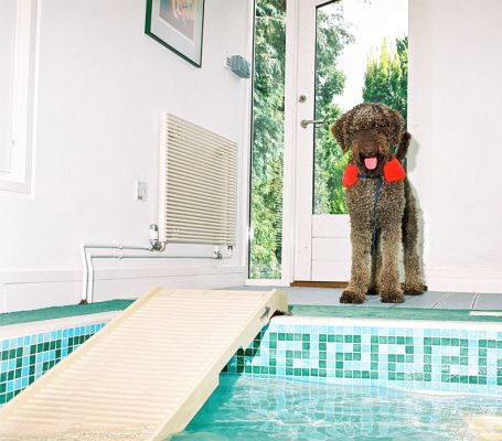 Elvis in His Life Preserver
Thinking about walking down the PetRAMP.
Klíčová slova: Elvis PetRAMP dog pool dog swimming canine hydrotherapy Lucies Farm dog boarding