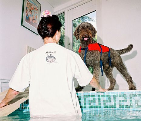 Elvis and Marjorie
Trying to get him to walk down the ramp.  I think Elvis is more prone to jump into the water.  In the end, Marjorie and I gently picked him up and brought him into the pool with us.
Palabras clave: Elvis dog swimming canine hydrotherapy Lucies Farm Marjorie