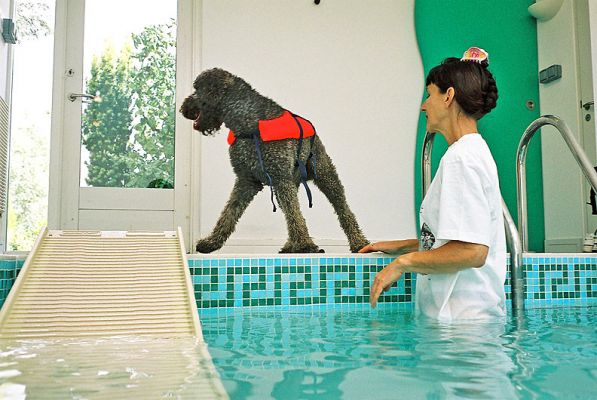 Elvis in His Life Preserver
He [i]really[/i] does want to get in the pool.  I think the life preserver slightly offends his dignity.  The PetSTEP ramp is shown on the left:  it's firmly secured, and gives the dog a gentle exit from the water.
Ключові слова: Elvis swimming dog life preserver PetSTEP canine hydrotherapy Lucies Farm dog boarding