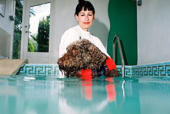 Elvis and Marjorie
Elvis is thinking about swimming, but not quite comfortable with it yet.  Slowly does it...
Keywords: Elvis Marjorie swimming dog pool Lucies Farm dog hydrotherapy