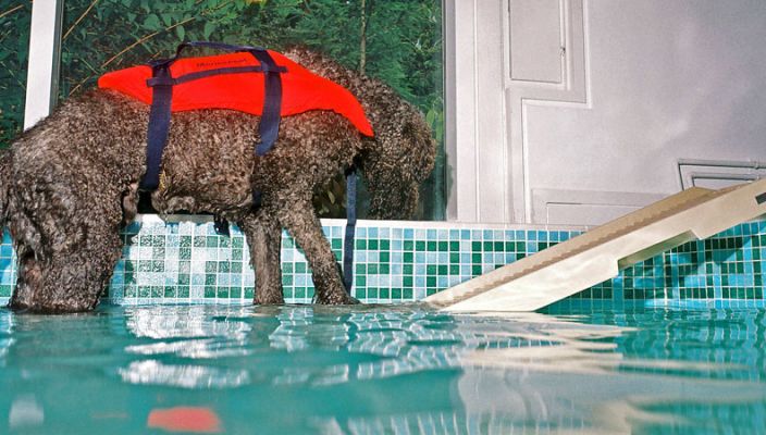 Elvis Walking Up the PetSTEP
This photo makes it look like Elvis was moving slowly.  When he decided he'd had enough, he was up the PetSTEP ramp in a flash.
الكلمات الإستدلالية(لتسهيل البحث): PetSTEP Elvis pool ramp dog swimming canine hydrotherapy Lucies Farm dog resort dog kennel