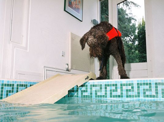 Elvis Really Thinking About It
"Should I just walk down this ramp . . . ?"
Keywords: Elvis PetSTEP swimming dog canine hydrotherapy dog hotel dog resort Lucies Farm