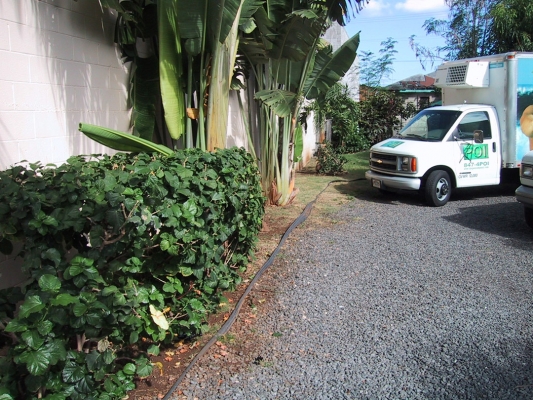 Poi Company Garden
The hibiscus plants and palm trees in The Poi Company garden at 745 Kopke Street.  The front of the large, refrigerated PoiCo truck is in the distance.
Ključne besede: Poi Company 745 Kopke Street truck palm trees hibiscus Kalihi