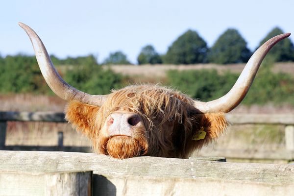 HEH F6 -- Let Me Out
After having her pregnancy test, HEH F6 wants to re-join the herd.
Palabras clave: HEH F6 Highland cattle cow herd horns Lucies Farm