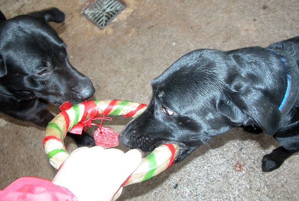 Harvey and Buddy Sharing Their Christmas Present
After their morning walk, we gave Harvey and Buddy their two Christmas pressies.  Naturally they each wanted the other's.
Klíčová slova: Harvey, Buddy, Christmas