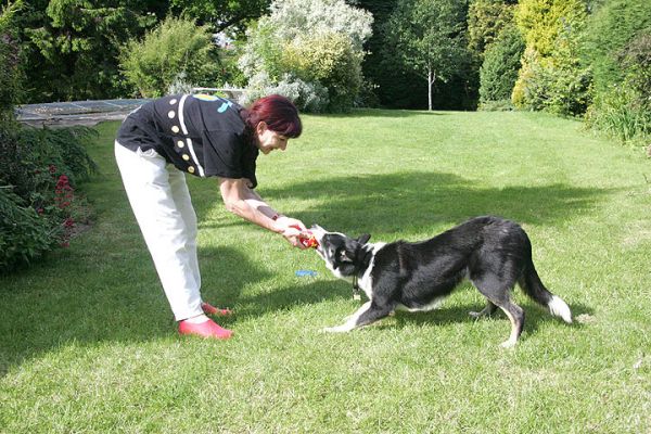 Marjorie and Harvey Playing Tug-o-War
Ключові слова: Harvey border collie tug-o-war dog kennel dog boarding Lucies Farm