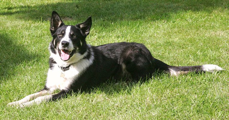 Harvey Posing for the Camera
Ključne besede: Harvey Border Collie dog kennel dog boarding Lucies Farm