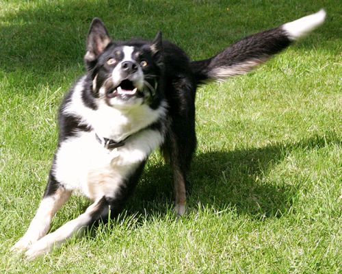 Wide-Eyed Harvey
Most of the time Harvey has "bedroom eyes" --- he looks at you from just below his eye lids.  But when it's time to play catch, his eyes are [b]wide![/b]
Schlüsselwörter: Harvey border collie catch wide eyes dog kennel dog boarding Lucies Farm
