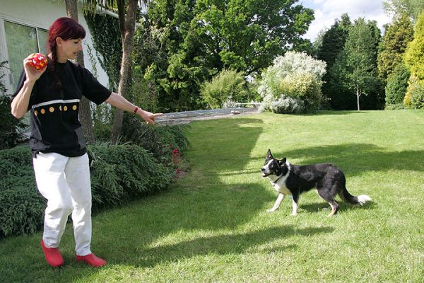 Marjorie and Harvey Playing Catch
Ključne besede: Harvey border collie catch fetch ball playing dog Lucies Farm dog kennel dog boarding