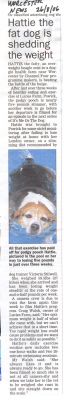 Worcester Evening News - 26 August 2006
The local newspaper picked up on the Hattie story when doing an article (never published) about our neighbour's claim that the dog resort was too loud. (Noise monitoring equipment installed by the Council did not show any noise offences.)  This small story talks about Hattie's five week visit to Lucies Farm, the subject of an upcoming "It's Me Or The Dog" programme.
Λέξεις-κλειδιά: Hattie Worcester Evening News fat dog