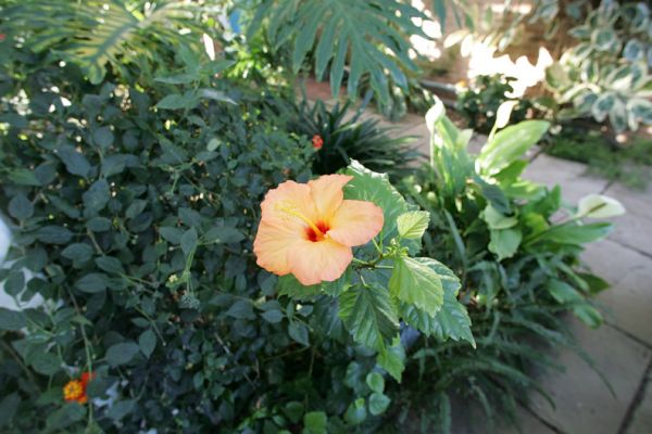 Yellow Hibiscus in Whitecroft Orchid House
Our little area that's like Hawaii --- humid and warm, with the occasional trade wind from the Pali.
Ključne besede: hibiscus Pali trade wind tradewind orchid house Whitecroft