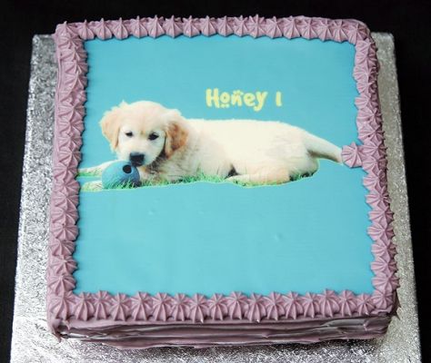 Honey's First Birthday
Trefwoorden: Honey, dog, birthday cake, dog cake, dog birthday cake, Lucies Farm