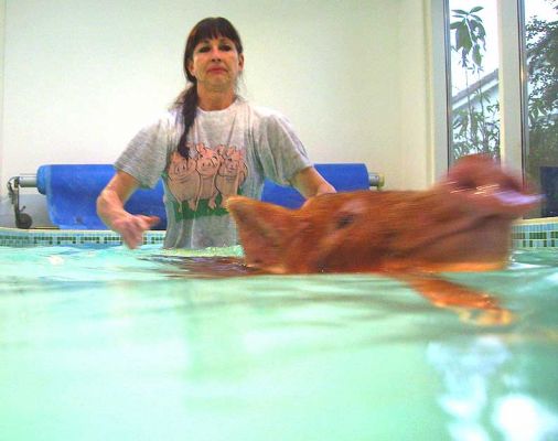 Marjorie and a Swimming Tamworth Pig
Słowa kluczowe: Tamworth pig swimming pig hydrotherapy pool