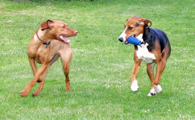 Pippa and Jessie
Keywords: Hungarian Viszla Hamiltonstovare Jessie Pippa dog hotel dog boarding Lucies Farm