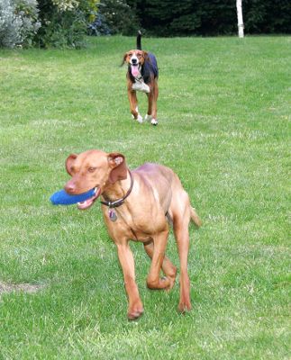 Pippa in the Lead
. . .  but with Jessie close behind
Palabras clave: Hamiltonstovare Hungarian Viszla Jessie Pippa dog hotel dog boarding Lucies Farm