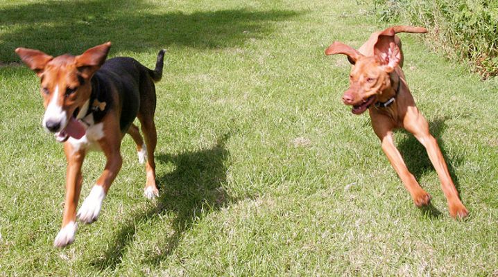 Jessie and Pippa
Palabras clave: Hungarian Viszla Hamiltonstovare Jessie Pippa dog hotel dog boarding Lucies Farm