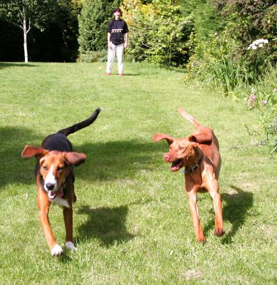 Jessie and Pippa Playing Catch
. . . with Marjorie in the background, throwing the ball in my direction and trying not to hit me or the camera.
Anahtar kelimeler: Hungarian Viszla Hamiltonstovare Jessie Pippa catch dog hotel dog boarding Lucies Farm