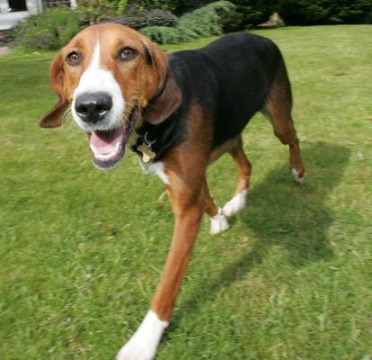 Jessie the Hamiltonstovare
Trefwoorden: Jessie Hamiltonstovare dog kennel dog boarding Lucies Farm